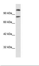 SREBF2 / SREBP2 Antibody - Raji Cell Lysate.  This image was taken for the unconjugated form of this product. Other forms have not been tested.