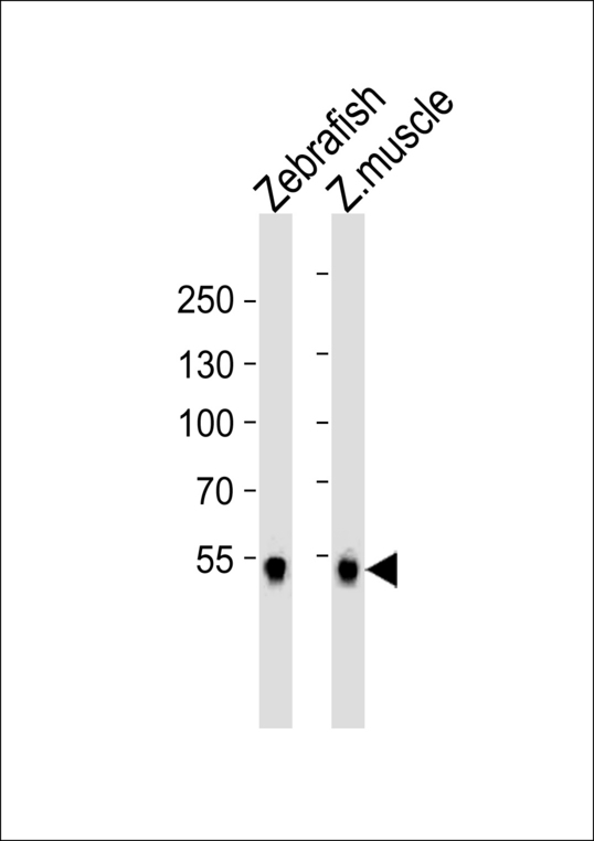 SREBF2 / SREBP2 Antibody - Western blot of lysates from Zebrafish and zebra fish muscle tissue lysate (from left to right) with (DANRE) srebf2 Antibody. Antibody was diluted at 1:1000 at each lane. A goat anti-rabbit IgG H&L (HRP) at 1:5000 dilution was used as the secondary antibody. Lysates at 35 ug per lane.
