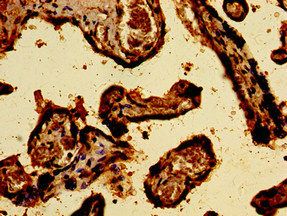 SREBF2 / SREBP2 Antibody - Immunohistochemistry image of paraffin-embedded human placenta tissue at a dilution of 1:100