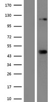 SREBF2 / SREBP2 Protein - Western validation with an anti-DDK antibody * L: Control HEK293 lysate R: Over-expression lysate