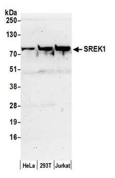 SREK1 / SRRP86 Antibody - Detection of human SREK1 by western blot. Samples: Whole cell lysate (50 µg) from HeLa, HEK293T, and Jurkat cells prepared using NETN lysis buffer. Antibody: Affinity purified rabbit anti-SREK1 antibody used for WB at 0.1 µg/ml. Detection: Chemiluminescence with an exposure time of 3 minutes.