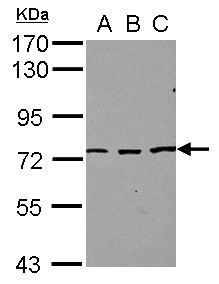 SREK1 / SRRP86 Antibody - Sample (30 ug of whole cell lysate) A: NT2D1 B: IMR32 C: U87-MG 7.5% SDS PAGE SREK1 / SFRS12 antibody diluted at 1:1000
