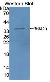SRF / Serum Response Factor Antibody - Western Blot; Sample: Recombinant protein.