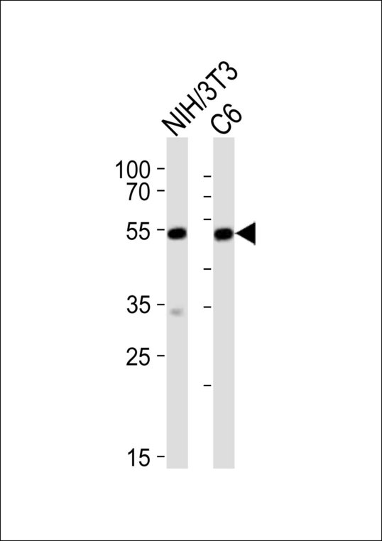 SRF / Serum Response Factor Antibody - Western blot of lysates from mouse NIH/3T3;rat C6 cell line (from left to right) with Srf Antibody. Antibody was diluted at 1:1000 at each lane. A goat anti-rabbit IgG H&L (HRP) at 1:10000 dilution was used as the secondary antibody. Lysates at 20 ug per lane.