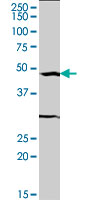 SRF / Serum Response Factor Antibody - SRF monoclonal antibody (M04), clone 2C9. Western blot of SRF expression in HeLa NE.