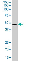 SRF / Serum Response Factor Antibody - SRF monoclonal antibody (M05), clone 4D2. Western blot of SRF expression in HeLa NE.