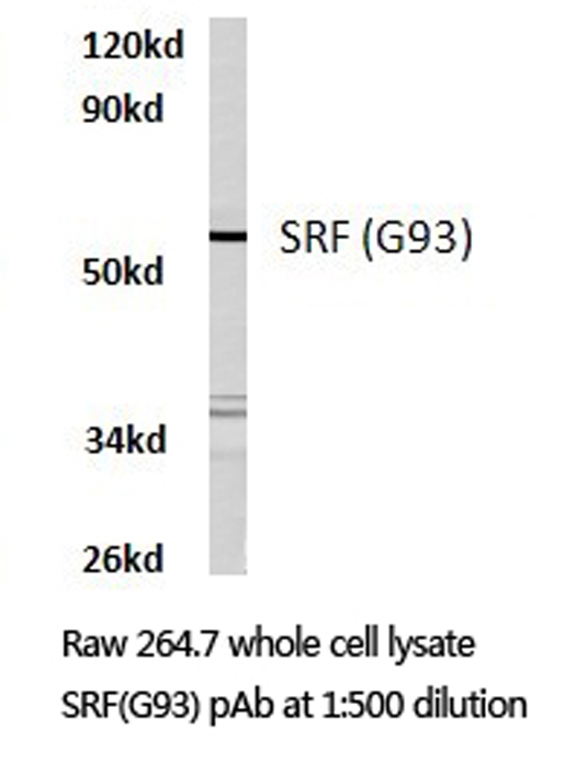 SRF / Serum Response Factor Antibody - Western blot of SRF (G93) pAb in extracts from RAW264.7 cells.