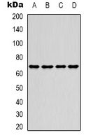 SRF / Serum Response Factor Antibody - Western blot analysis of SRF expression in SHSY5Y (A); COLO205 (B); mouse brain (C); mouse lung (D) whole cell lysates.