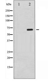 SRF / Serum Response Factor Antibody - Western blot of SRF expression in PMA treated NIH-3T3 whole cell lysates,The lane on the left is treated with the antigen-specific peptide.