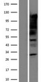 SRF / Serum Response Factor Protein - Western validation with an anti-DDK antibody * L: Control HEK293 lysate R: Over-expression lysate