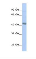 SRFBP1 Antibody - HepG2 cell lysate. Antibody concentration: 1.0 ug/ml. Gel concentration: 12%.  This image was taken for the unconjugated form of this product. Other forms have not been tested.