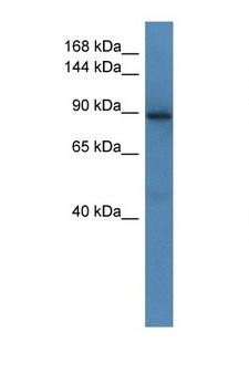 SRGAP1 Antibody - SRGAP1 antibody Western blot of Mouse Brain lysate. Antibody concentration 1 ug/ml. This image was taken for the unconjugated form of this product. Other forms have not been tested.