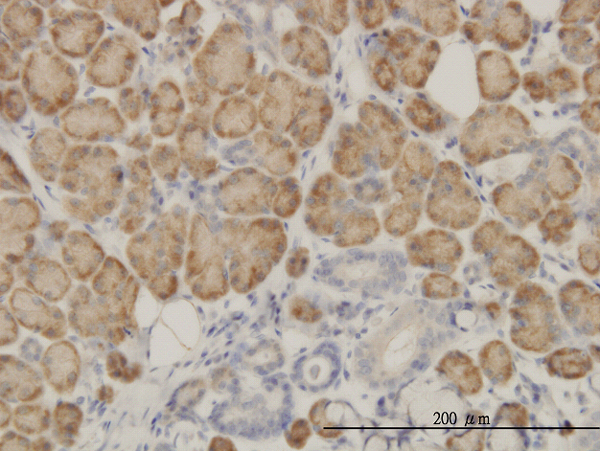SRGAP1 Antibody - Immunoperoxidase of monoclonal antibody to SRGAP1 on formalin-fixed paraffin-embedded human salivary gland. [antibody concentration 3 ug/ml]
