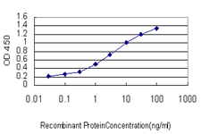 SRGAP1 Antibody - Detection limit for recombinant GST tagged SRGAP1 is approximately 0.1 ng/ml as a capture antibody.