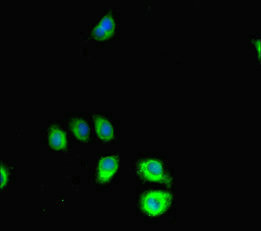 SRGAP2C Antibody - Immunofluorescent analysis of A549 cells diluted at 1:100 and Alexa Fluor 488-congugated AffiniPure Goat Anti-Rabbit IgG(H+L)