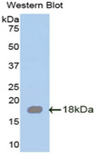 SRGN / Serglycin Antibody - Western blot of recombinant SRGN / Serglycin.  This image was taken for the unconjugated form of this product. Other forms have not been tested.