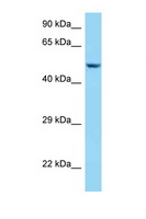 SRL / Sarcalumenin Antibody - SRL / Sarcalumenin antibody Western blot of 435S Cell lysate. Antibody concentration 1 ug/ml.  This image was taken for the unconjugated form of this product. Other forms have not been tested.