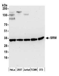 SRM / Spermidine Synthase Antibody - Detection of human and mouse SRM by western blot. Samples: Whole cell lysate (50 µg) from HeLa, HEK293T, Jurkat, mouse TCMK-1, and mouse NIH 3T3 cells prepared using NETN lysis buffer. Antibody: Affinity purified rabbit anti-SRM antibody used for WB at 0.1 µg/ml. Detection: Chemiluminescence with an exposure time of 30 seconds.