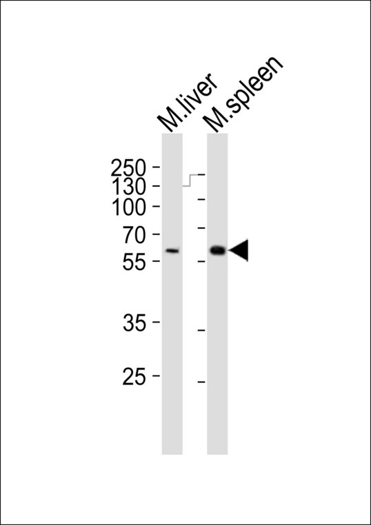 SRMS Antibody - Western blot of lysates from mouse liver, mouse spleen tissue lysate (from left to right), using Srms antibody diluted at 1:1000 at each lane. A goat anti-rabbit IgG H&L (HRP) at 1:10000 dilution was used as the secondary antibody. Lysates at 20 ug per lane.