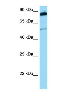 SRMS Antibody - SRMS antibody Western blot of PANC1 Cell lysate. Antibody concentration 1 ug/ml.  This image was taken for the unconjugated form of this product. Other forms have not been tested.