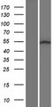 SRMS Protein - Western validation with an anti-DDK antibody * L: Control HEK293 lysate R: Over-expression lysate