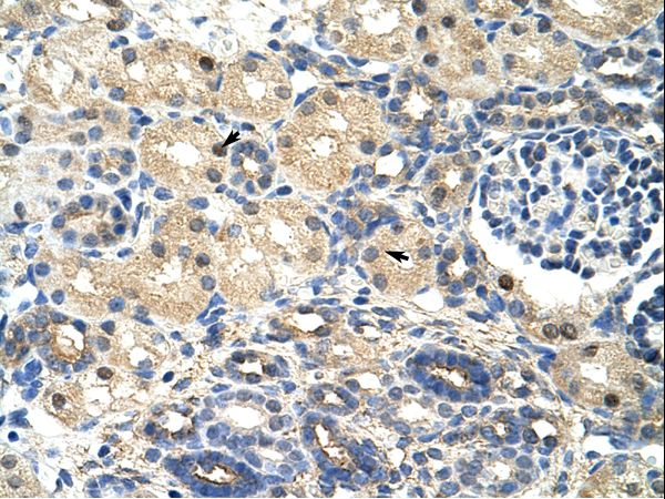 SRP14 Antibody - SRP14 antibody ARP40454_T100-NP_003125-SRP14 (signal recognition particle 14kDa (homologous Alu RNA binding protein)) Antibody was used in IHC to stain formalin-fixed, paraffin-embedded human kidney.  This image was taken for the unconjugated form of this product. Other forms have not been tested.