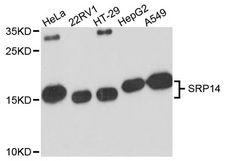 SRP14 Antibody - Western blot analysis of extracts of various cell lines, using SRP14 antibody at 1:3000 dilution. The secondary antibody used was an HRP Goat Anti-Rabbit IgG (H+L) at 1:10000 dilution. Lysates were loaded 25ug per lane and 3% nonfat dry milk in TBST was used for blocking. An ECL Kit was used for detection and the exposure time was 90s.