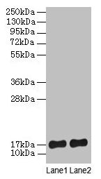 SRP19 Antibody - Western blot All lanes: Signal recognition particle 19 kDa protein antibody at 2µg/ml Lane 1: jurkat whole cell lysate Lane 2: Hela whole cell lysate Secondary Goat polyclonal to rabbit lgG at 1/15000 dilution Predicted band size: 17, 13, 9 kDa Observed band size: 17 kDa