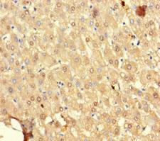SRP19 Antibody - Immunohistochemistry of paraffin-embedded human liver tissue using SRP19 Antibody at dilution of 1:100
