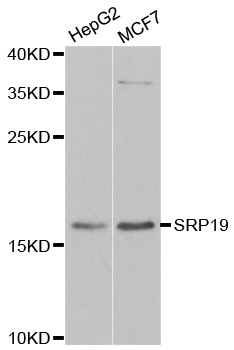 SRP19 Antibody - Western blot analysis of extracts of various cell lines.