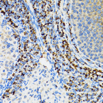 SRP19 Antibody - Immunohistochemistry of paraffin-embedded rat ovary tissue.