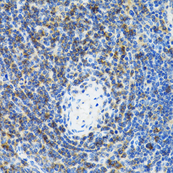 SRP19 Antibody - Immunohistochemistry of paraffin-embedded rat spleen tissue.