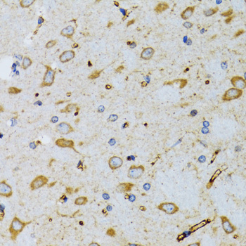 SRP19 Antibody - Immunohistochemistry of paraffin-embedded mouse brain tissue.