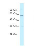 SRP54 Antibody - SRP54 antibody Western blot of Rat Muscle lysate. Antibody concentration 1 ug/ml.  This image was taken for the unconjugated form of this product. Other forms have not been tested.