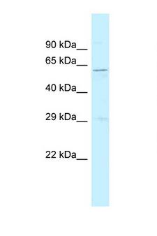 SRP54 Antibody - SRP54 antibody Western blot of Rat Muscle lysate. Antibody concentration 1 ug/ml.  This image was taken for the unconjugated form of this product. Other forms have not been tested.