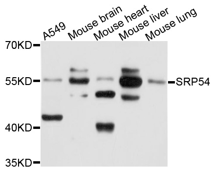 SRP54 Antibody - Western blot analysis of extracts of NIH3T3 cells.