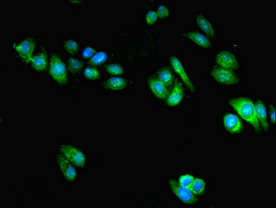 SRP54 Antibody - Immunofluorescent analysis of HepG2 cells using SRP54 Antibody at dilution of 1:100 and Alexa Fluor 488-congugated AffiniPure Goat Anti-Rabbit IgG(H+L)