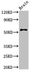 SRP54 Antibody - Western Blot Positive WB detected in: Mouse brain tissue All lanes: SRP54 antibody at 3µg/ml Secondary Goat polyclonal to rabbit IgG at 1/50000 dilution Predicted band size: 56, 51 kDa Observed band size: 56 kDa