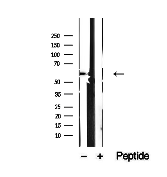 SRP54 Antibody - Western blot analysis of extracts of NIH-3T3 cells using SRP54 antibody.
