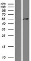 SRP54 Protein - Western validation with an anti-DDK antibody * L: Control HEK293 lysate R: Over-expression lysate