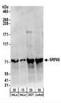 SRP68 Antibody - Detection of Human SRP68 by Western Blot. Samples: Whole cell lysate from HeLa (15 and 50 ug), 293T (50 ug), and Jurkat (50 ug) cells. Antibodies: Affinity purified rabbit anti-SRP68 antibody used for WB at 0.1 ug/ml. Detection: Chemiluminescence with an exposure time of 30 seconds.