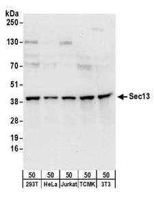 SRP68 Antibody - Detection of human and mouse Sec13 by western blot. Samples: Whole cell lysate (50 µg) from HEK293T, HeLa, Jurkat, mouse TCMK-1, and mouse NIH 3T3 cells. Antibodies: Affinity purified rabbit anti-Sec13 antibody used for WB at 0.1 µg/ml. Detection: Chemiluminescence with an exposure time of 10 seconds.
