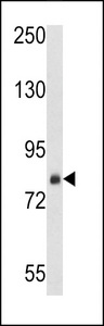 SRP72 Antibody - Western blot of SRP72 Antibody in HeLa cell line lysates (35 ug/lane). SRP72 (arrow) was detected using the purified antibody.