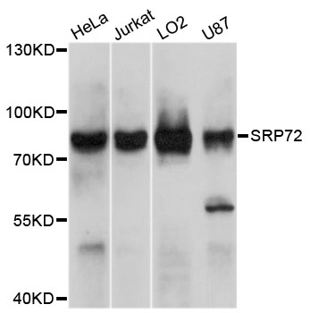 SRP72 Antibody - Western blot analysis of extracts of various cell lines, using SRP72 antibody at 1:1000 dilution. The secondary antibody used was an HRP Goat Anti-Rabbit IgG (H+L) at 1:10000 dilution. Lysates were loaded 25ug per lane and 3% nonfat dry milk in TBST was used for blocking. An ECL Kit was used for detection and the exposure time was 90s.