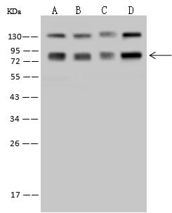 SRP72 Antibody - Anti-SRP72 rabbit polyclonal antibody at 1:500 dilution. Lane A: K562 Whole Cell Lysate. Lane B: Hela Whole Cell Lysate. Lane C: 293T Whole Cell Lysate. Lane D: Jurkat Whole Cell Lysate. Lysates/proteins at 30 ug per lane. Secondary: Goat Anti-Rabbit IgG (H+L)/HRP at 1/10000 dilution. Developed using the ECL technique. Performed under reducing conditions. Predicted band size: 75 kDa. Observed band size: 75 kDa.