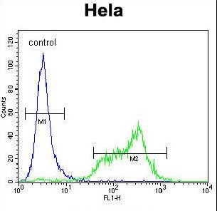 SRPK1 Antibody - SRPK1 Antibody flow cytometry of HeLa cells (right histogram) compared to a negative control cell (left histogram). FITC-conjugated goat-anti-rabbit secondary antibodies were used for the analysis.