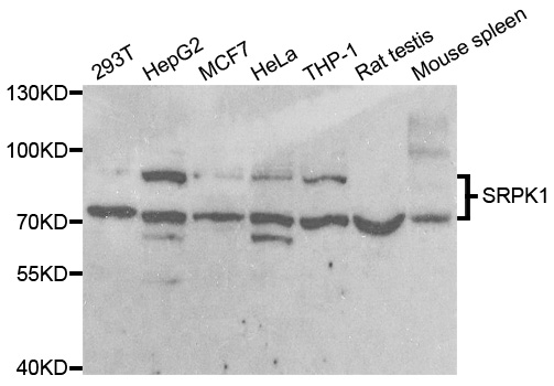SRPK1 Antibody - Western blot analysis of extracts of various cell lines.