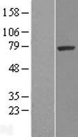 SRPK1 Protein - Western validation with an anti-DDK antibody * L: Control HEK293 lysate R: Over-expression lysate