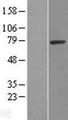 SRPK1 Protein - Western validation with an anti-DDK antibody * L: Control HEK293 lysate R: Over-expression lysate