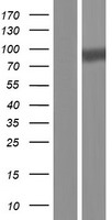 SRPK2 Protein - Western validation with an anti-DDK antibody * L: Control HEK293 lysate R: Over-expression lysate